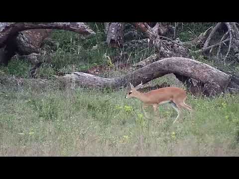 Djuma: Grey Duiker male - 16:54 - 11/03/20