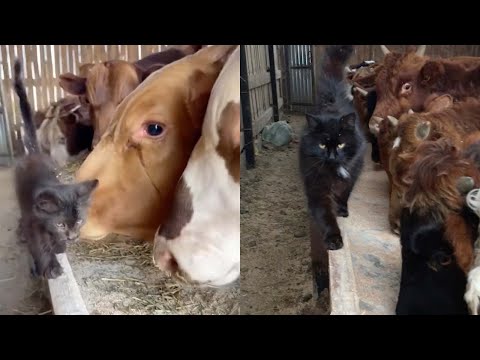 Cat Shows Herd Of Cows Who Is Boss