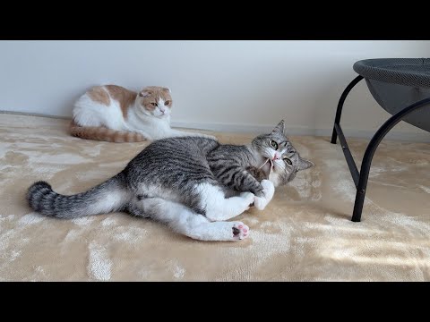 おもちゃの好き嫌いが真逆すぎる兄弟猫の反応がこちらですwww