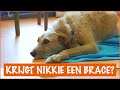 Krijgt Nikkie een brace? | DierenpraatTV