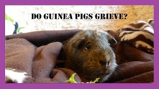 Guinea Pigs and the Loss of a Cage Mate: Grieving and Bereavement
