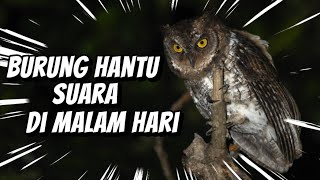 Download lagu Suara BURUNG HANTU suara seram di malam hari untuk backsound video relaksasi‼️ mp3 Download lagu Suara BURUNG HANTU suara seram di malam hari untuk backsound video relaksasi‼️ mp3
