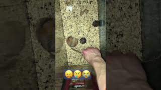 Jerry is dead #shorts #hamster