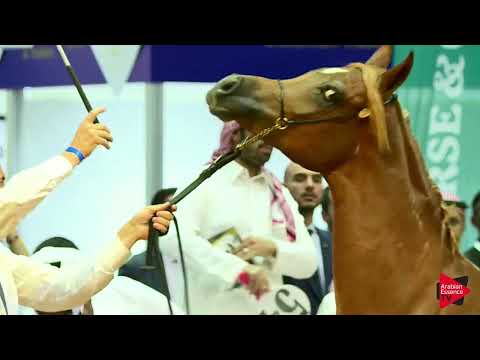 Dubai Arabian Horse Auction 2019 - pt.1