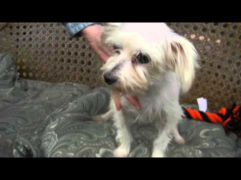 Boo, an adopted Maltese in Houston, TX_image-1