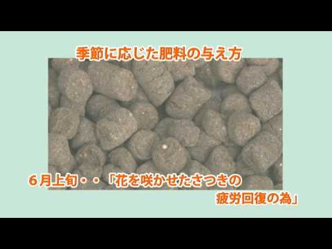 春に良いスタートを切るために、キョウチクトウにいつ肥料を与えればよいでしょうか?なんの天然肥料？  庭園