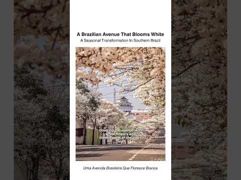 This Brazilian street turns white every year. Would you walk here?#Brazil #urbanism #city