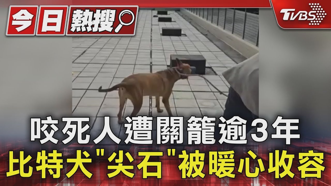 咬死人遭關籠逾3年　比特犬「尖石」被暖心收容