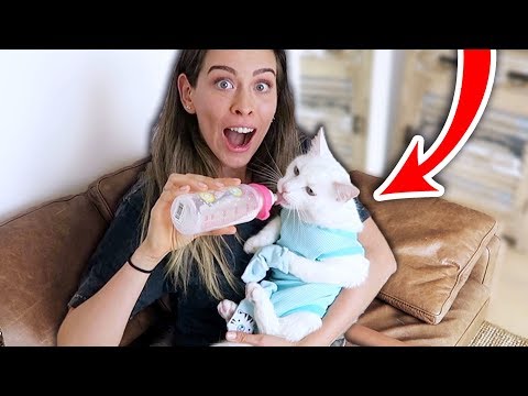 Ich behandle meine KATZE ALS BABY + Verkleidung für 24 Stunden