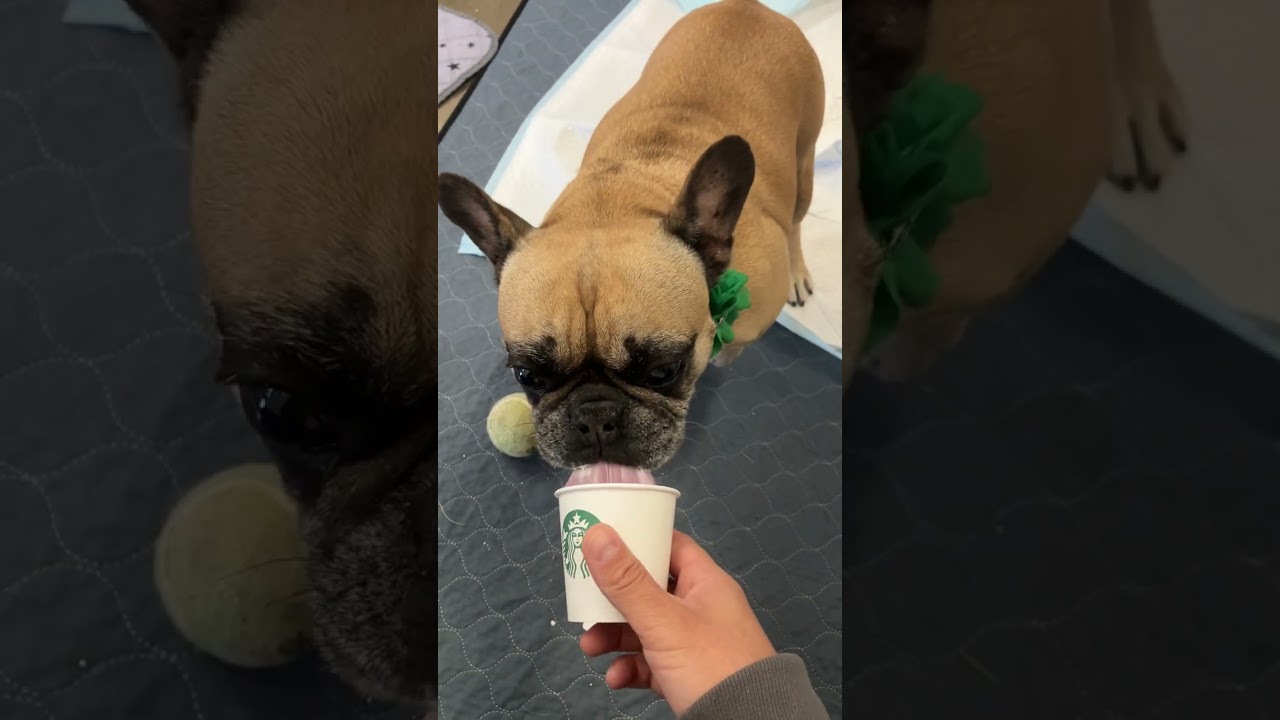 Enlarge Lucy, a ADOPTABLE French Bulldog in Scottsdale, AZ video 6/6