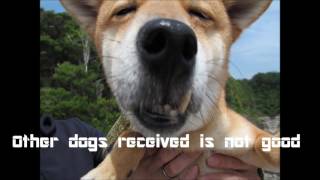 犬のプロモーションビデオ第2回