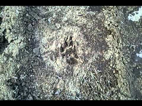 Wolfspuren im Wald zwischen Wittichenau und Liebegast