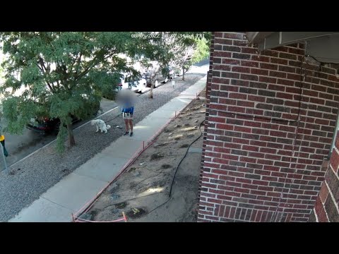 Video Catches Denver Man Pooping On Neighbor's Lawn | iHeart