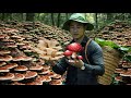 CEO S Day Adventure And Harvesting Rare Mushrooms In The Forest With Micky