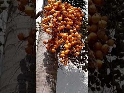 Beautiful  Palm Tree Seeds || Astrocaryum || Suja Pavithran #Shorts