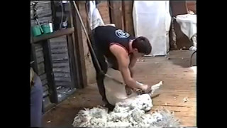 Sheep Shearing Darren Smith 2002