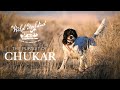 WATCH NOW Wild Upland Idaho Chukar
