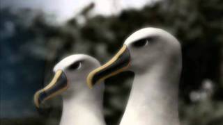 PETER GREEN Splinter Group live - Albatross