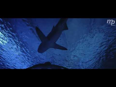 Steve Allen & Jess Morgan - Re-Given