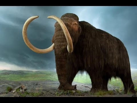 DOKU  Wiedergeburt des Mammuts   DNA ermöglicht Erzeugung eines Klons   Dokumentation Deutsch