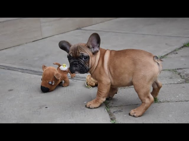 Bulldog Francés cachorro en venta