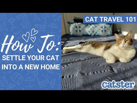 How To Help Cat Settle in New Home (21-day vlog) | CAT TRAVEL 101