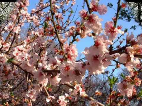 Tavaszi szél vizet áraszt - Spring wind floods water (Hungarian folk song from)