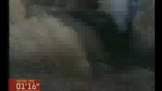 the melvins - Honey Bucket