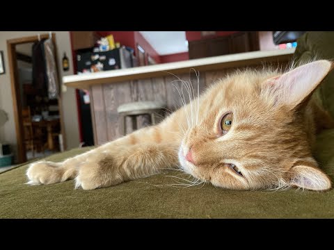 Leo the Shelter Maine Coon Kitten’s litter box transition into his forever home