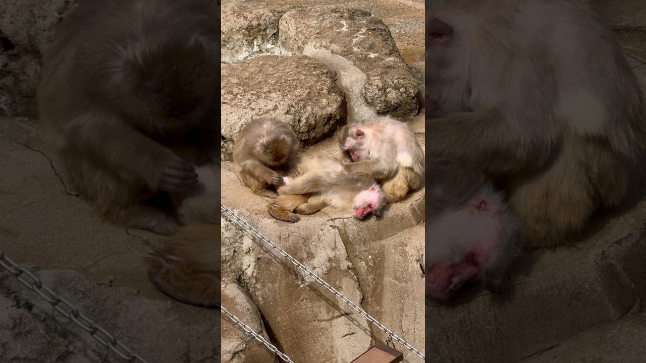 猿可愛い🐵福岡動物園