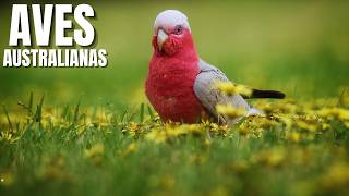 😂 Aves Encrenqueiras da Austrália: O Segredo Selvagem dos Céus