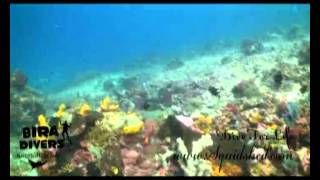 preview picture of video 'South Sulawesi Shark Point.m4v'