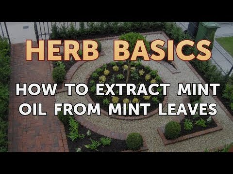 Hawthorn Berry Dangers