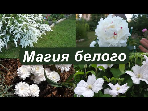 Декоративные растения с белыми цветами