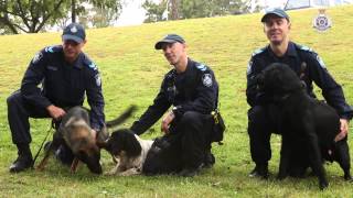 Cadaver Police Dogs