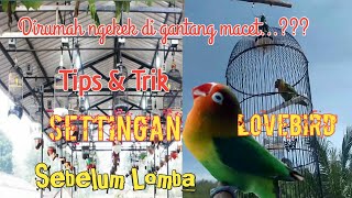 Download lagu CARA SETTING LOVEBIRD SEBELUM LOMBA UNTUK PEMULA mp3 Download lagu CARA SETTING LOVEBIRD SEBELUM LOMBA UNTUK PEMULA mp3