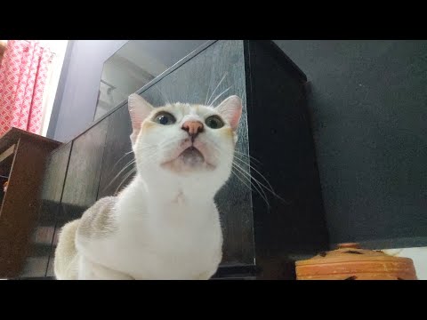 Just my cat trying to sleep in front of the selfie camera for 6 minutes straight! 😂