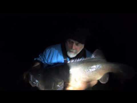 How to tame "Codzilla" big freshwater cod basics