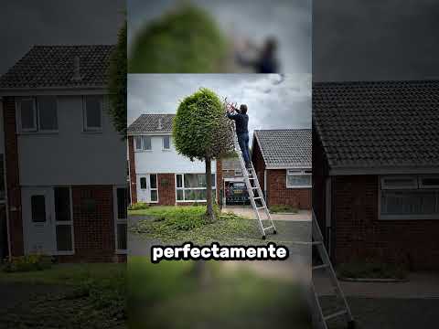 Cortó Su Arbol Por La Mitad y Arruino Su Vida😭