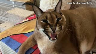 Big Floppa Gosha's Hissing #caracal