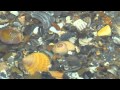 Seashells and Siren's Song by Bob Grubel