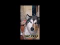 🐕 Собаки на отдыхе! 😺 Подборка смешного видео с котами и собаками для хорошего настроения! 😺
