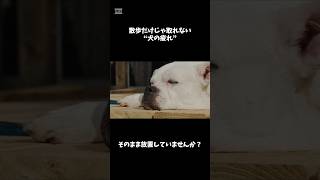 【1日5分】愛犬がとろける“犬のマッサージ”入門｜健康寿命が伸びるケア術 #犬のマッサージ #愛犬ケア #ドッグマッサージ #犬の健康 #犬との暮らし #方法