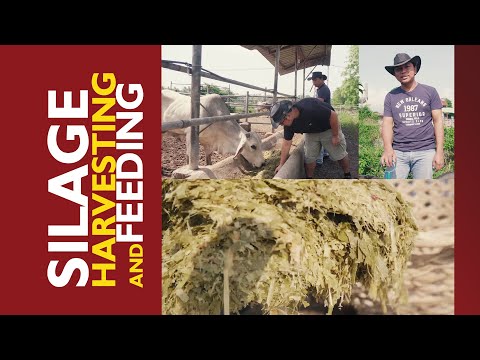 SILAGE HARVESTING AND FEEDING