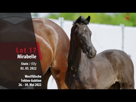 Fohlen-Auktion 26. - 30. Mai Lot 17 Mirabelle Stute v. Majestic Taonga - For Final