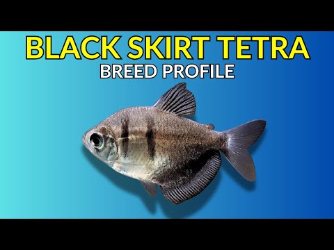 Tetra čierna (Gymnocorymbus ternetzi) — kompletný sprievodca chovom, kŕmením, výterom a životnosťou