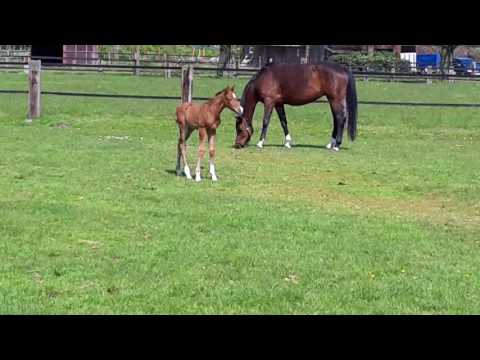 Vivaldi Hengstfohlen