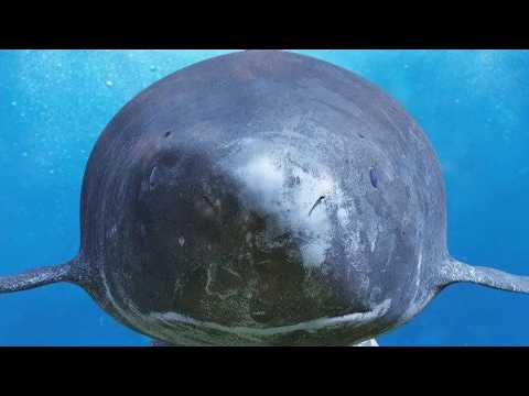 Dieser Hai wird 500 Jahre alt und frisst Eisbären