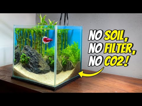 🎋 Building a Lucky Bamboo Aquarium | Betta Fish Tank Setup