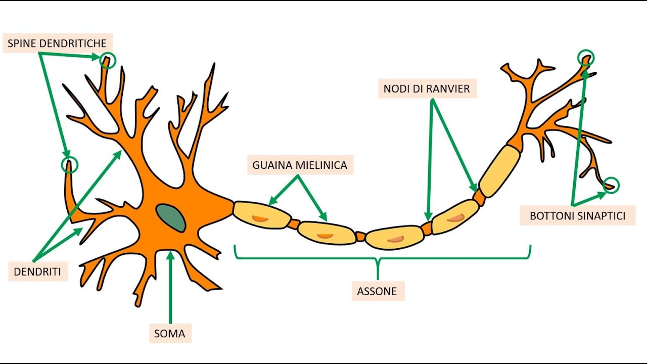 IL POTENZIALE D'AZIONE 🧠